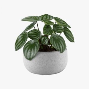 White Round Dotted Planter